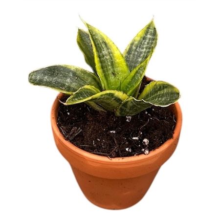 Sansevieria Gabriella Aurea