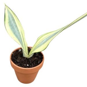 Sansevieria Moonshine Splash