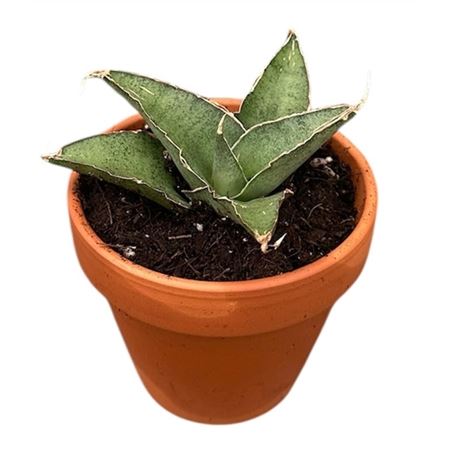 Sansevieria Tower Gray