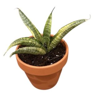 Sansevieria Gabriella Variegata