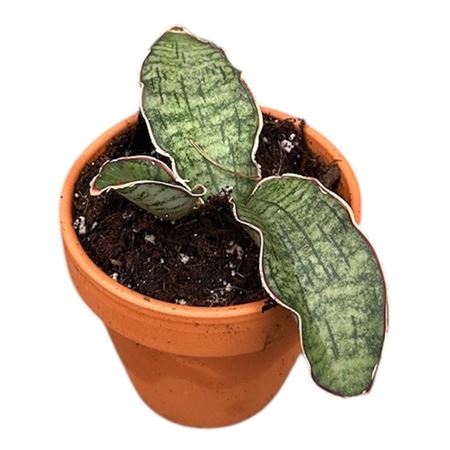 Sansevieria Kirkii Silver Blue