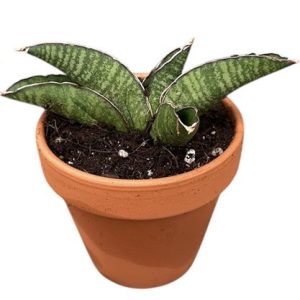 Sansevieria Marscha Anjani