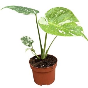 Monstera Thai Constellation