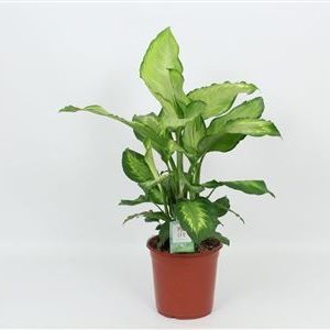 Dieffenbachia Ivory Green