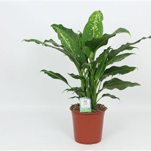 Dieffenbachia Galaxy