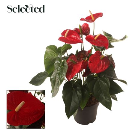 Anth An Famous Red 8+ Selected