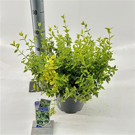 Euonymus Fort Golden Harlequin