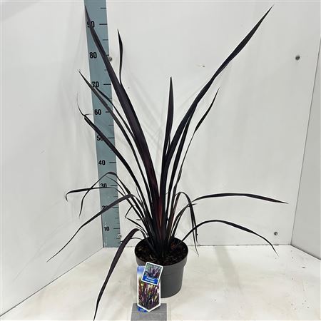 Phormium Cookianum Black Adder