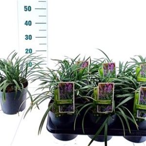 Liriope Muscari Moneymaker