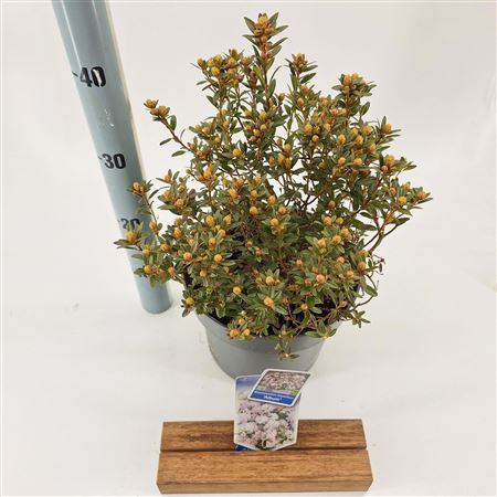 Rhododendron Impeditum Album