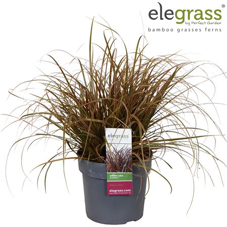 Uncinia Rubra Everflame