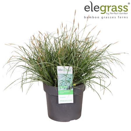 Carex Oshimensis Everest