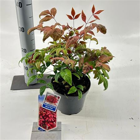 Nandina Domestica Blush Pink