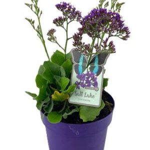 Limonium Salt Lake