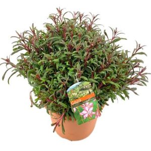 Gaura Lindheimeri Bush