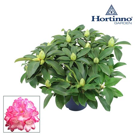 Rhodo Hortinno Garden Xxl Green