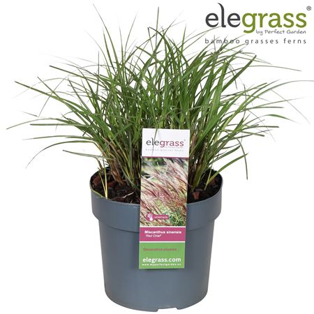 Miscanthus Sin Red Chief