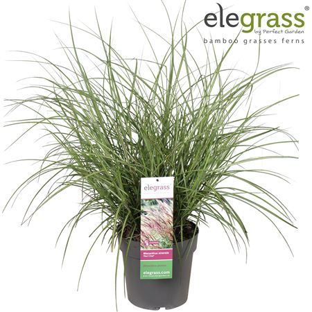 Miscanthus Sin Red Chief