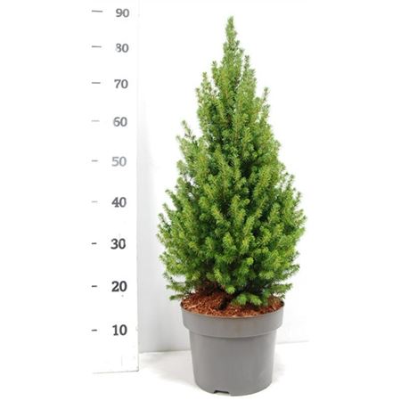 Picea Glauca Perfecta