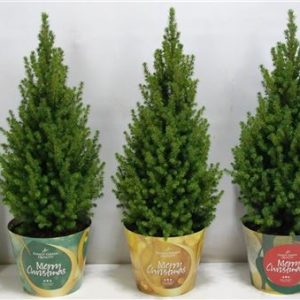 Picea Glauca Perfecta