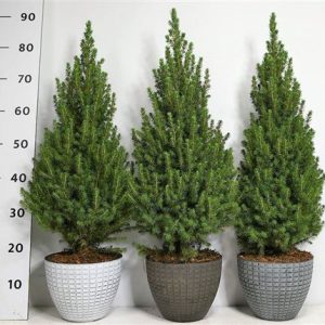 Picea Glauca Perfecta