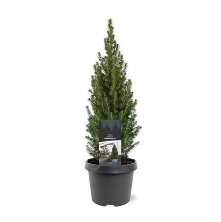 Picea Glauca Perfecta