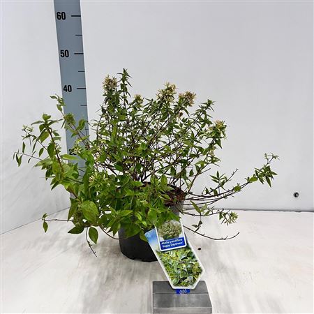 Abelia Grandiflora Happy Daydream