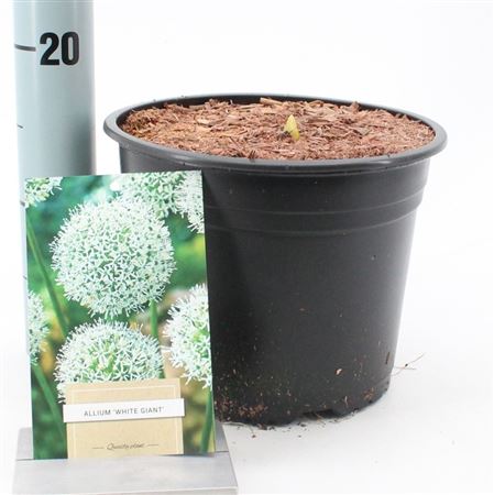 Allium White Giant