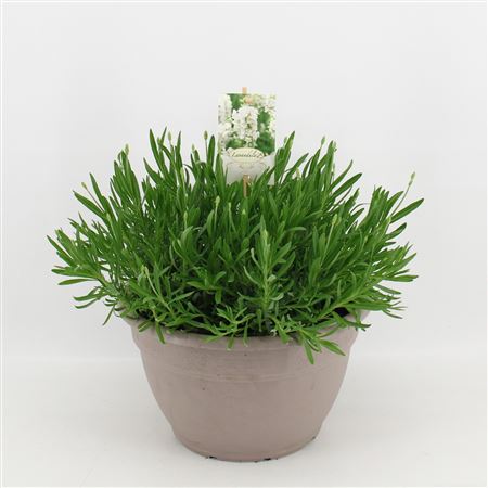 Lavandula An Aromance White