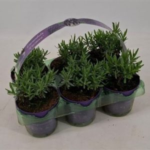 Lavandula Angustifolia 6-pack