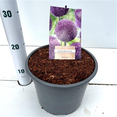 Allium Ambassador