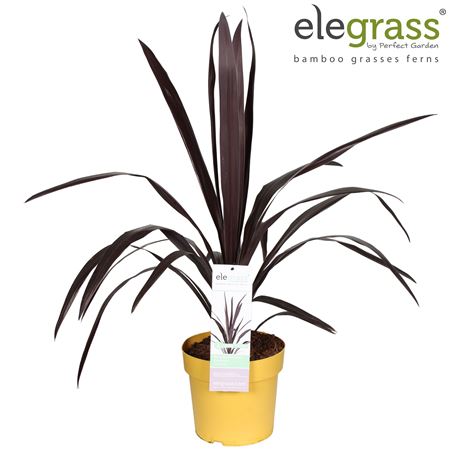 Cordyline Superstar