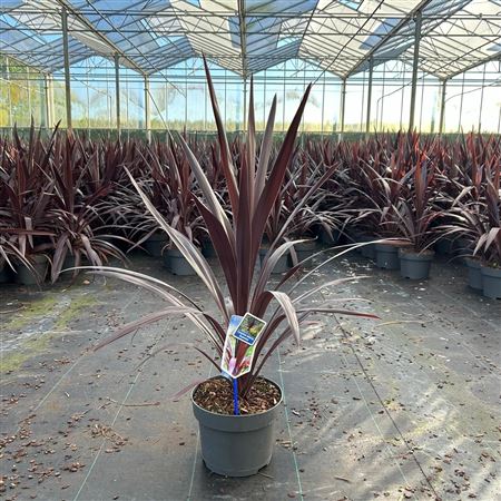 Cordyline Obtecta Superstar