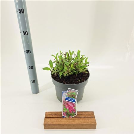 Buddleja Dav Little Pink