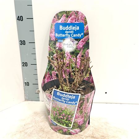 Buddleja Dav Butterfly Candy Pink