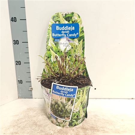 Buddleja Dav Butterfly Candy White
