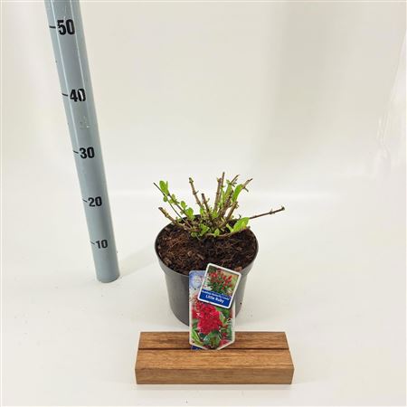 Buddleja Dav Little Ruby (butterfly Candy)