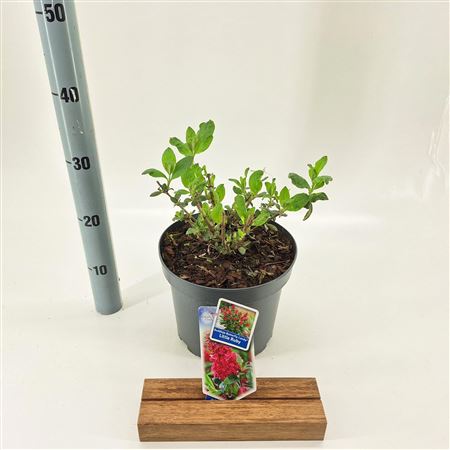 Buddleja Dav Butterfly Candy Little Ruby