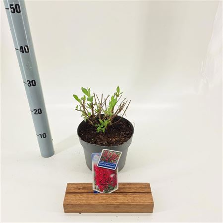 Buddleja Dav Little Bubblegum (butterfly Candy)