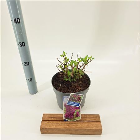 Buddleja Dav Little Magenta (butterfly Candy)