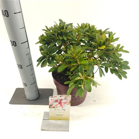 Rhodo Autumn Starburst (encore)