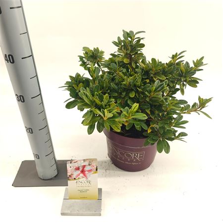 Rhodo Encore Autumn Starburst