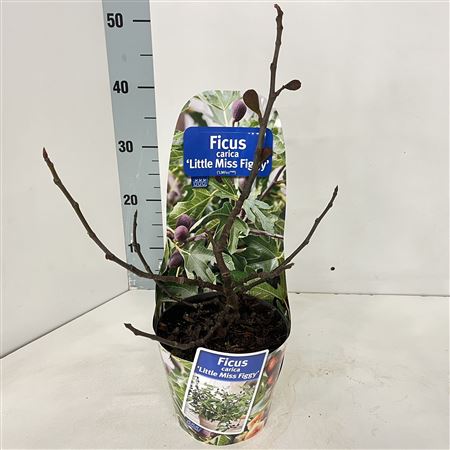 Ficus Carica Little Miss Figgy