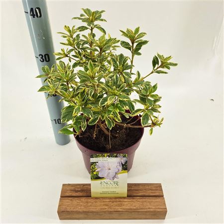 Rhodo Autumn Moonstruck Encore