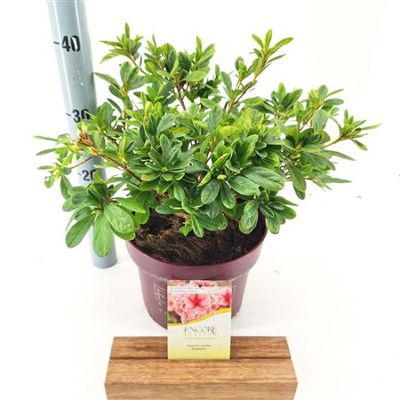 Rhodo Encore Sunburst