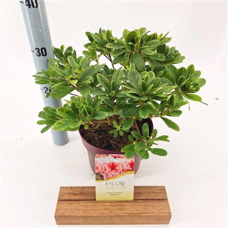 Rhodod Sunburst (encore)