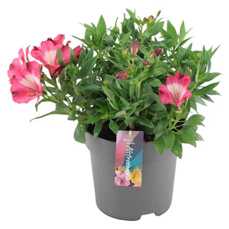 Alstroemeria Inticancha Romance