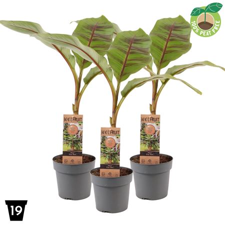 Musa Sikkimensis Ever Red